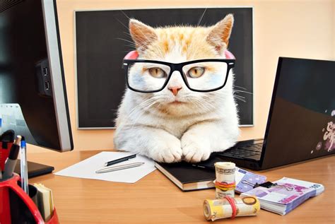 Cleaning Tips When Keeping An Office Cat A Step By Step Guide