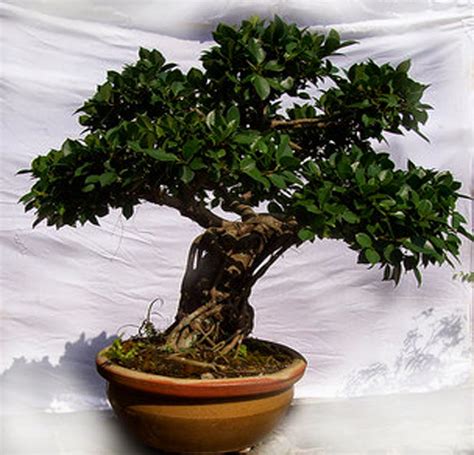 Gratis untuk komersial tidak perlu kredit bebas hak cipta. TRANSMEDIA: Tanaman apa sih bagus buat BONSAI