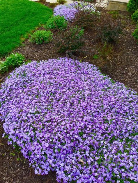 When The Creeping Phlox Bloom In Our Front Yard Its A My Xxx Hot Girl