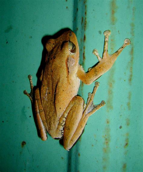 Fauna Photography Formosa White Lipped Tree Frog Taipei