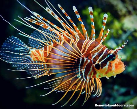 10 Most Beautiful Fishes In The World Renoviolaoutdoors Medium