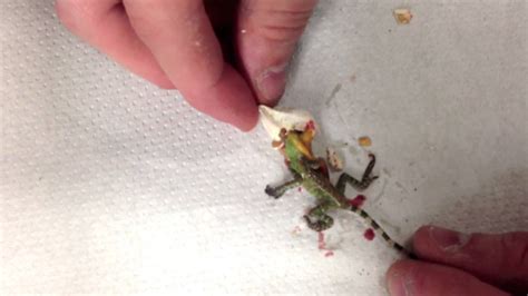 Maybe you would like to learn more about one of these? Baby Lizard (Gonocephalus chamaeleontinus) Hatching at ...