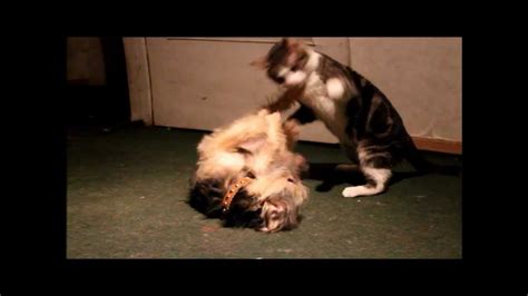 Cat Vs Dog Friendly Fight Youtube