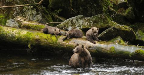 Victory For The Tongass National Forest