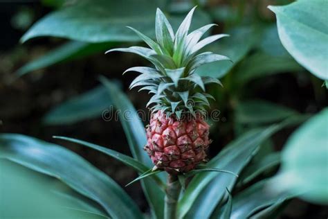 Baby Pineapple Growing On A Red Plant Pineapple Growing On A Tropical