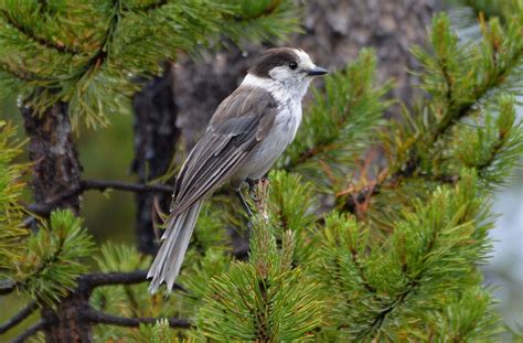 From The Vault Why The Gray Jay Is The Perfect Canadian Bird By
