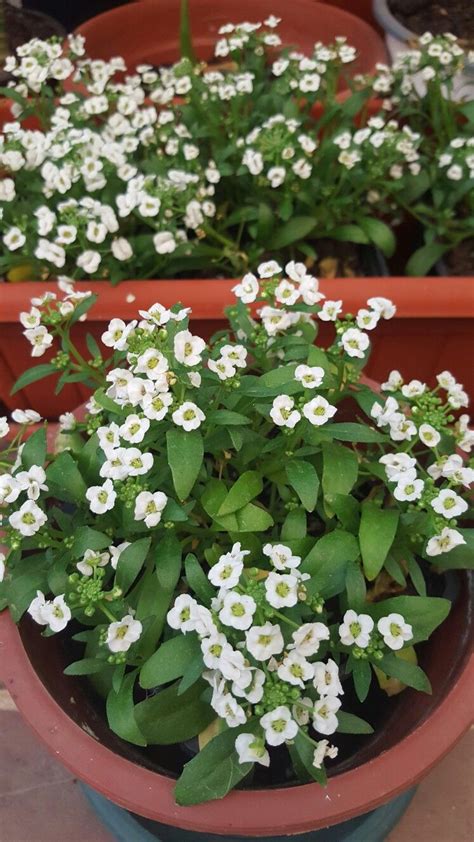 Aliso Marítimo Canastillo De Plata Lobularia Maritima Miranar