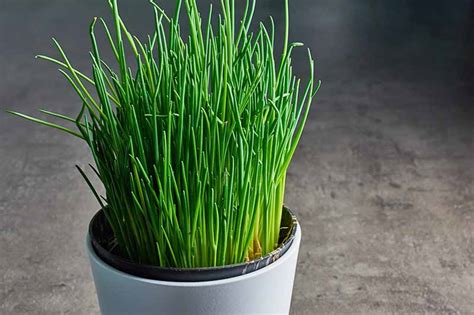 Brown or red cactus are receiving too much light. How to Grow Chives in Containers | Gardener's Path