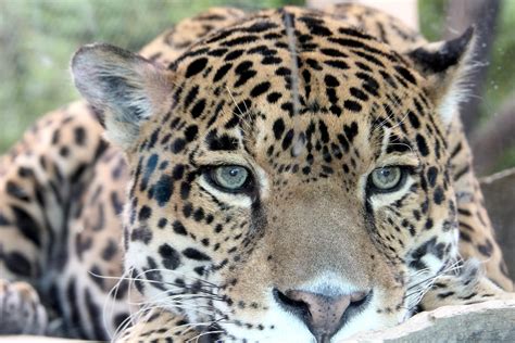Jaguar eyes | Pacal is the male jaguar at the Stone Zoo in S… | Flickr