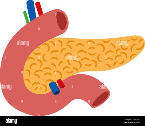 Human Pancreas Isolated On White Background Vector Illustration Of
