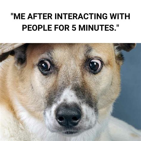 25 Hilarious Dog Memes You Need To See