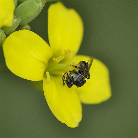 Australian Stingless Bee Trigona Carbonaria A Photo On Flickriver