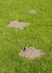 Rätseln sie nicht länger, ob sie einen maulwurf oder eine wühlmaus im garten haben. Wühlmäuse im Garten bekämpfen