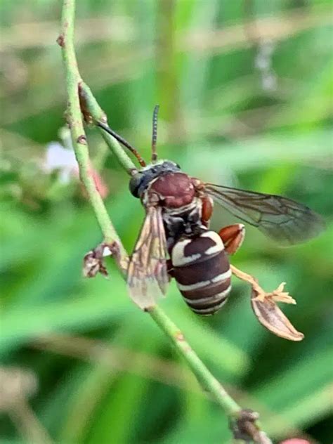 26 Common Bees In Florida Pictures And Identification