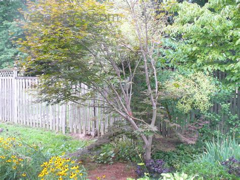 Verticillium wilt can affect a wide range of ornamental trees and shrubs, as well as a number of tree fruits and woody small fruits (table 1). Trees, Shrubs and Conifers: Verticillium wilt on my Maple ...