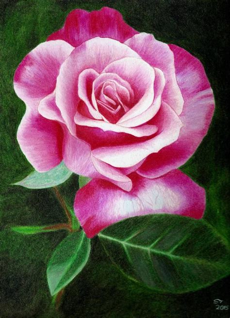 Prismacolor Pencil Rose Drawing By Somethinsweet On Deviantart Rose