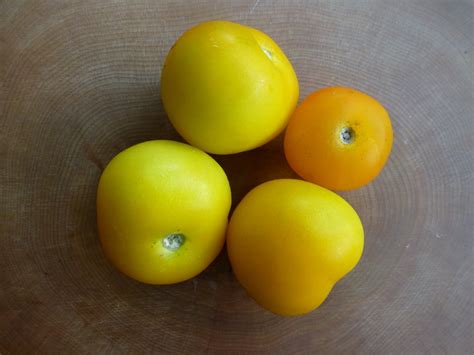 Tomatoorange Yellow Ola Polka Solstice Seeds