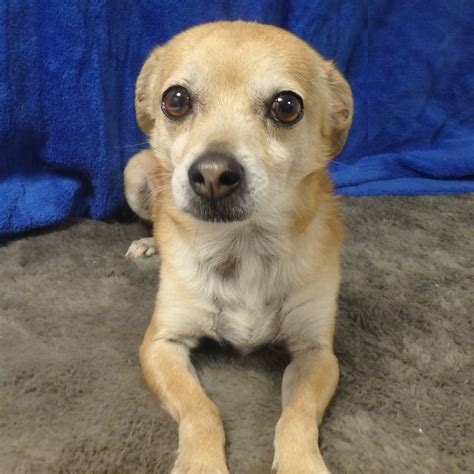 Chihuahua Mix Brody Needs A New Best Friend Daily News Free