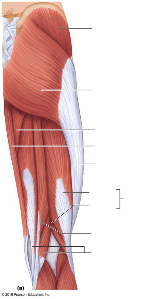 Posterior View Of Hip And Thigh Diagram Quizlet