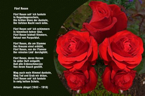 Die rose spricht eine eindeutige sprache. Rosen Bilder Mit Sprüche | Bnbnews.co
