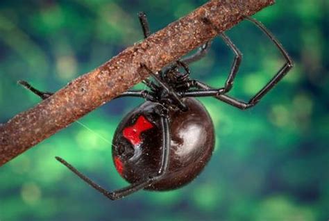 What To Do If A Black Widow Bites Your Cat Pet Health