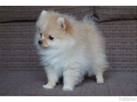 Pomeranian Puppies For Sale Near Me Free Pets Lovers