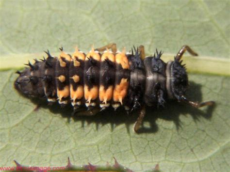 Baby Ladybugs Hatching In My Garden