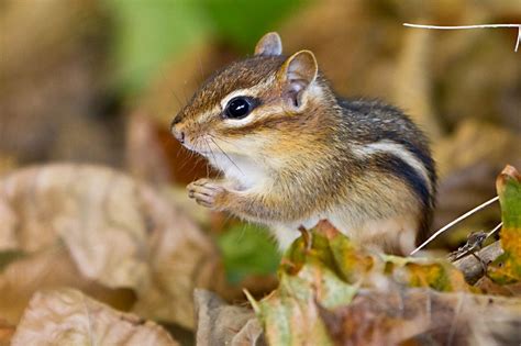 Praying Chipmunk Fm Forums Kawaii Animals Chipmunks Animals