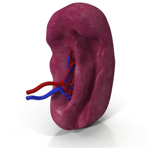 The spleen is an organ found in all vertebrates. 3d model of human spleen