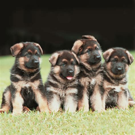 10 Easy Ways To Train An 8 Week Old German Shepherd Puppy World Of Dogz