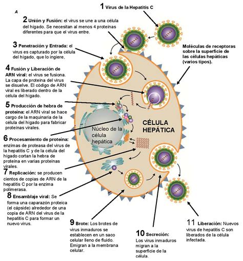 El Ciclo De Vida Del Virus De La Hepatitis C