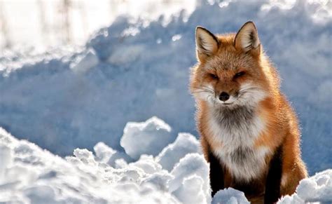 3840x2139 3d 4k download wallpaper desktop> download. Free Cool Wallpapers: red fox wallpapers
