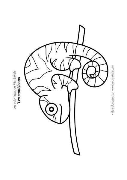 Coloriage Caméléon Simple Dessin à Colorier And Imprimer En Pdf