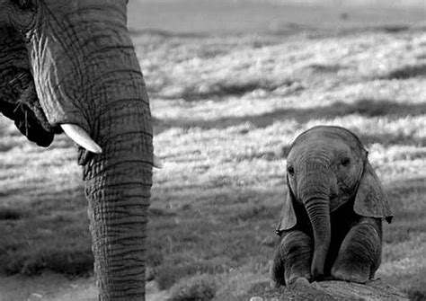 3 Bebé Elefante 30 Bebés De Animales Que Te Harán Exclamar Oooh