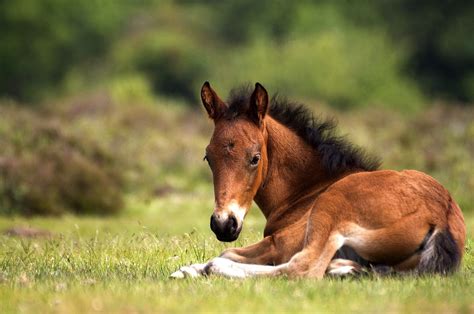 Little Foal Baby Horses Horses Beautiful Horse Pictures
