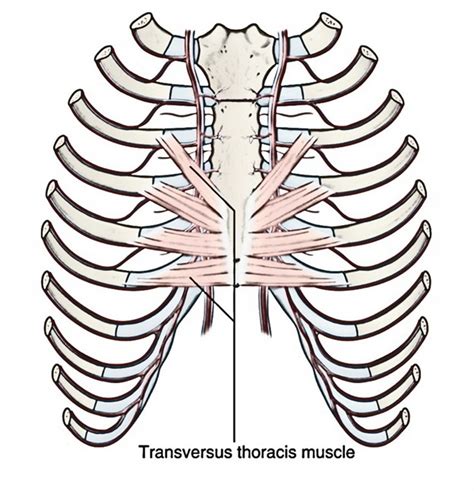 Transversus Thoracis Muscles Earth S Lab