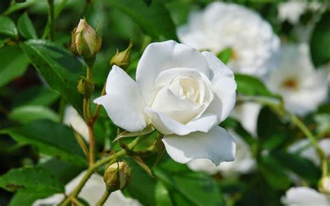 Menakjubkan 20 Gambar Bunga Berwarna Putih Gambar Bunga Indah