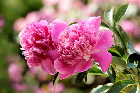 They are also easy to grow in sunny flower gardens. Different Types of Peonies with Simple Caring Guide