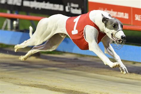 Racing - Sale Greyhound Club