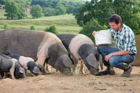 Livestock Farmer Feeding Pigs In Field Stock Photo Dissolve