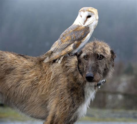 Magical Mates Owl Hitches A Ride On Dogs Back