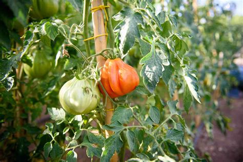 How To Grow Heirloom Tomato Plant