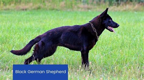 Black German Shepherd Puppies Maine Sparta Kennels German Shepherd