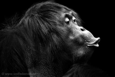 Expressive Black And White Portraits Of Zoo Animals My