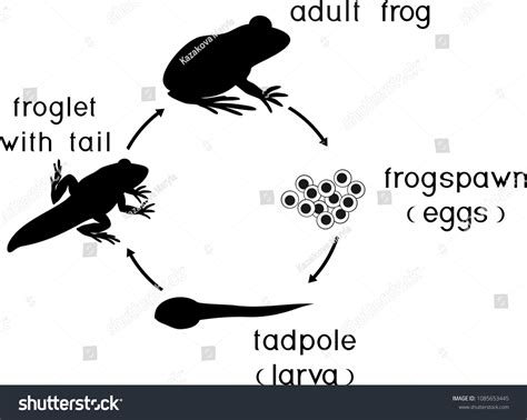 Life Cycle Frog Sequence Stages Development Stock Vector Royalty Free