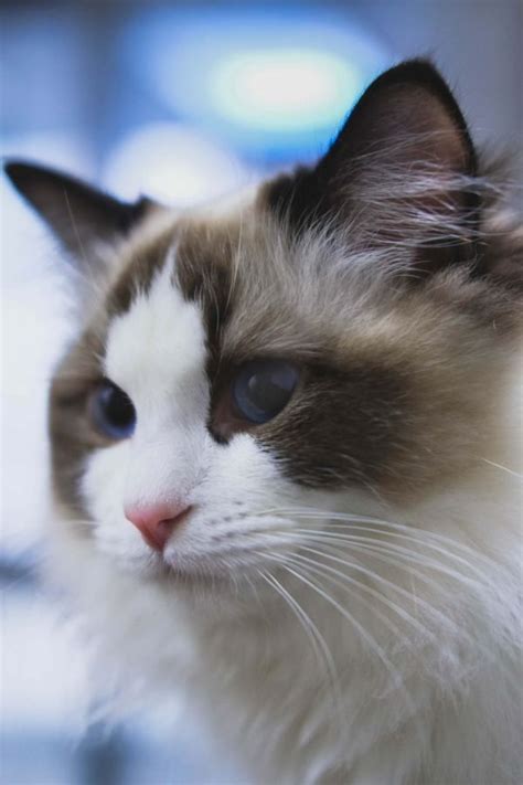 To be absolutely honest, i've never encountered a mean siamese, but too many people. Why Your Ragdoll Cat Is So Mean