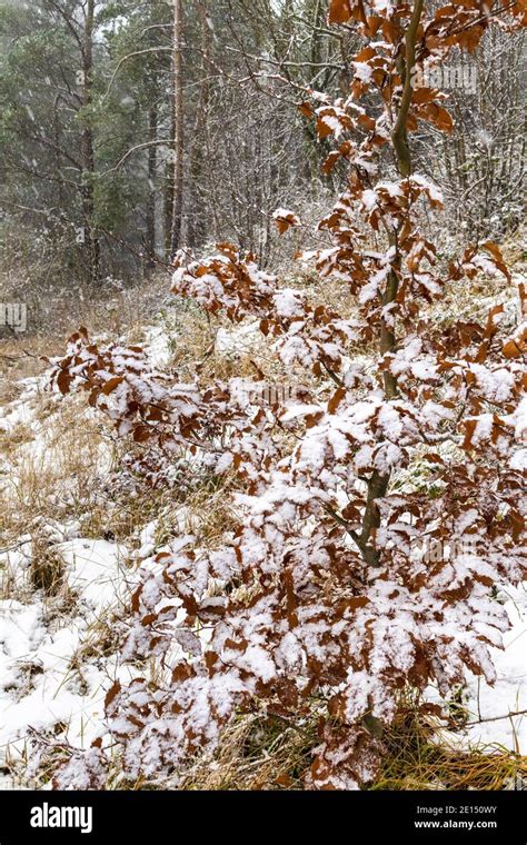 Snow Falling On A Beech Tree Sapling In A Cotswold Woodland Near The