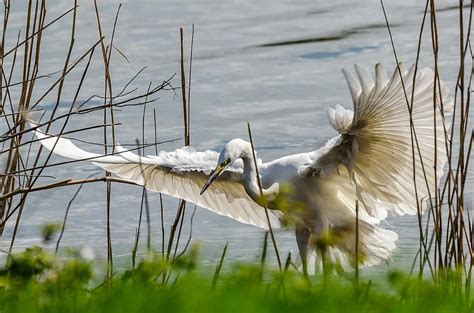 Egret Bird Heron White Animal Wing Nature Flying Pikist