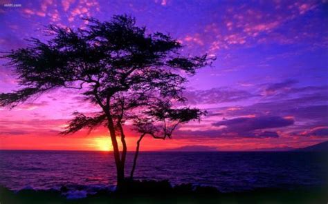 Beautiful Dream Pretty Purple Scenery Image 176443