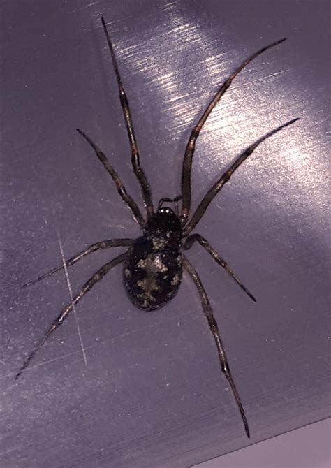 Steatoda Triangulosa Triangulate Cobweb Spider In Denver Colorado
